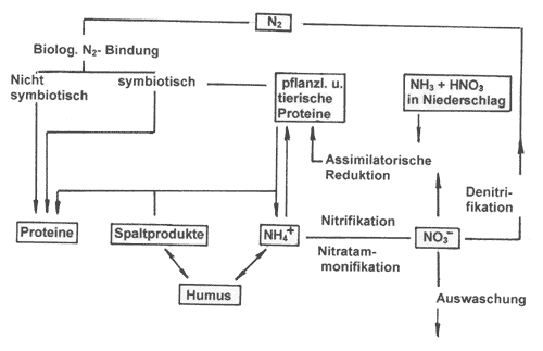 Schema Stickstoffzyklus