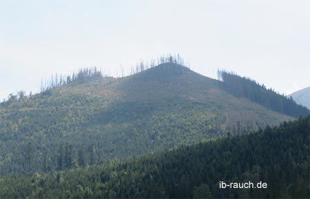 Gesch&auml;digter Wald in der Hohen Tatra