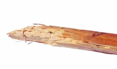 Bild Hausbockkäfer Splint- und Kernholz