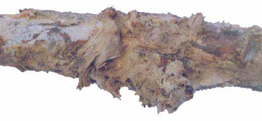 frisches Mycel an einer Holzlatte im Kohlenkeller