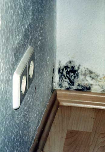 Mould in the corner of the room
