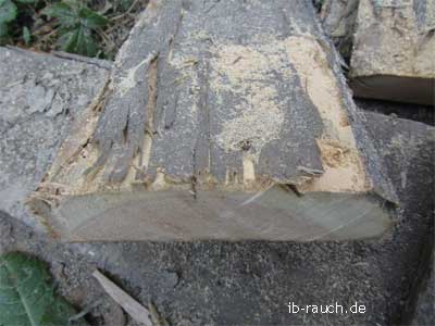 Kieferkernholz mit Fraßgänge vom Hausbock