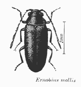 Weicher Nagekäfer (Ernobius mollis Linne)