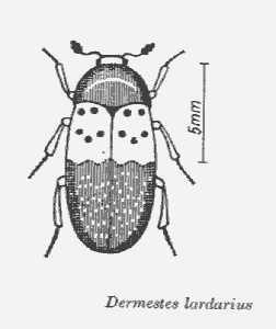 Bild Speckkäfer (Dermestes lardarius L.)