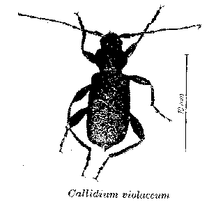 Bild Blauer Scheibenbock  (Callidium violaceum L.)