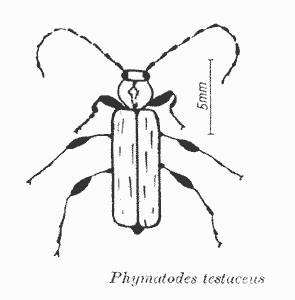 Bild Veränderlicher Scheibenbock (Phymatodes testaceus L.)