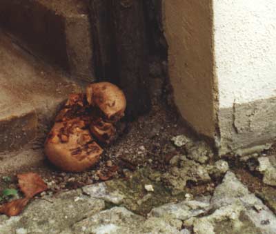 Muschelkrempling (Tapinella panuoides)Fruchtkörper neben der Tür