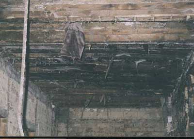 Ausgebreiteter Hausporling Myzel an der Unterseite einer freigelegten Holzbalkendecke