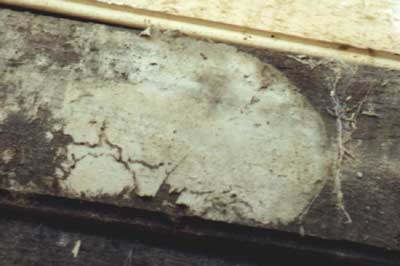 Bild Echter Hausschwamm, Älteres Myzel an einer Holzverschalung 