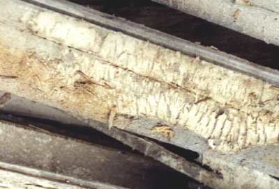 Älteres Myzel an einer Holzverschalung