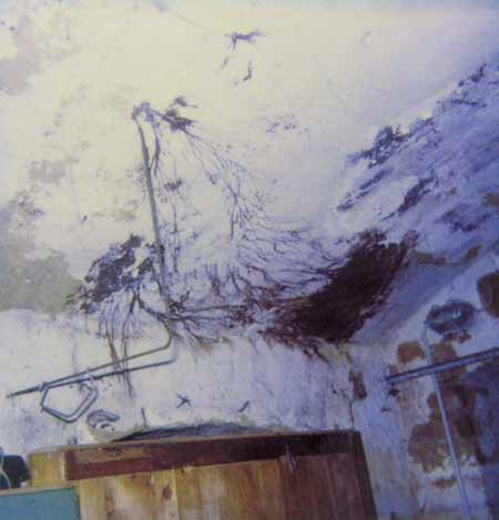 Brauner Keller- oder Warzenschwamm Coniophora puteana, Myzel an einer Kellerdecke