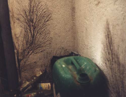 Bild Kellerschwamm Myzel an einer Putzoberfläche im Abstellraum