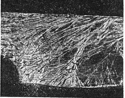 Bild Harziger Sägeblättling (Lentinus adhaerens)Oberflächenmyzel